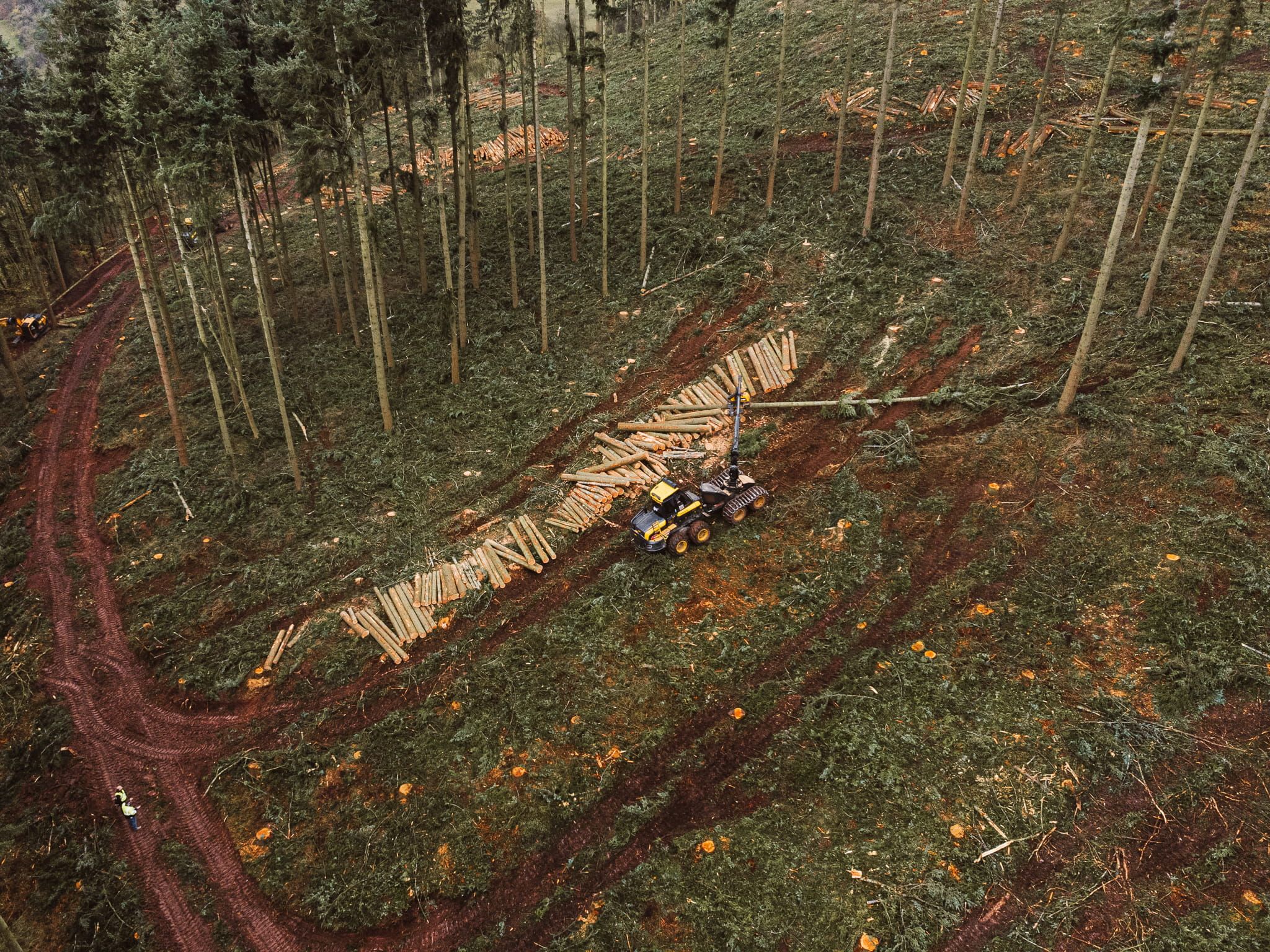 Timber Harvesting
